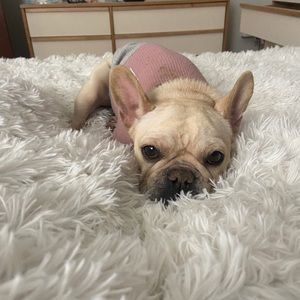 Meet your Posher, Teddy